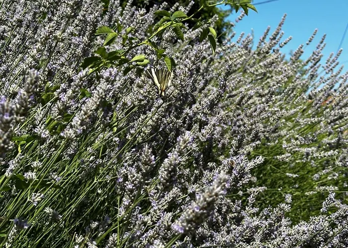 Amélie * Mošćenička Draga
